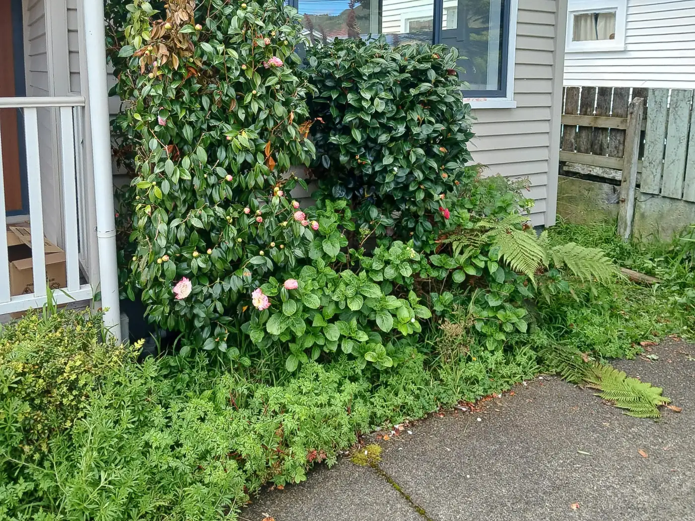 Overgrown front garden bed before a one-off cleanup